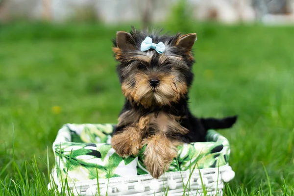Little Yorkshire Terrier Puppy Sitting White Wicker Basket Green Grass — Stock Photo, Image