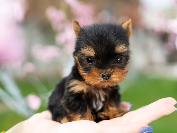 A little Yorkshire Terrier Puppy Sits in the arms of a girl against the background of green grass. Cute dog. Copy space for text