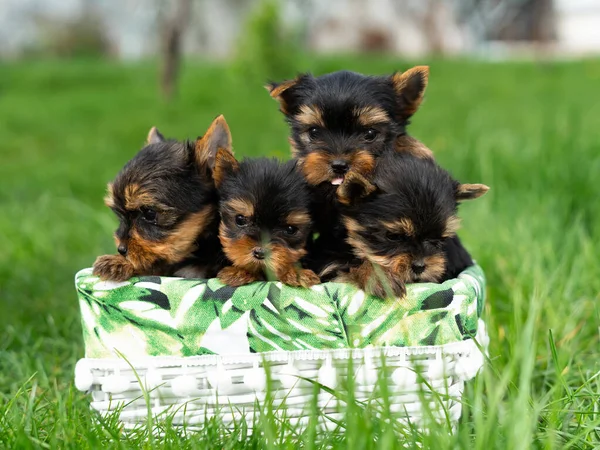 Four Yorkshire Terrier Puppies Sitting in a white wicker basket on Green Grass. A Group of cute Puppies Dogs. Copy space for text