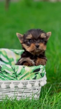 Küçük bir Yorkshire Teriyeri Köpeği. Yeşil Çimen 'de beyaz bir sepetin içinde oturuyor. Şirin köpek. Metin için alanı kopyala