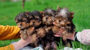 Beş Yorkshire Teriyer Köpeği Yeşil Çimen 'de beyaz bir sepetin içinde oturuyorlar. Bir grup şirin köpek yavrusu. Metin için alanı kopyala