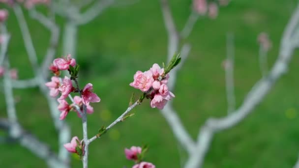 Rózsaszín Cseresznyevirágok Gyönyörű Ágainak Szelektív Fókusza Fán Természet Virágos Háttér — Stock videók