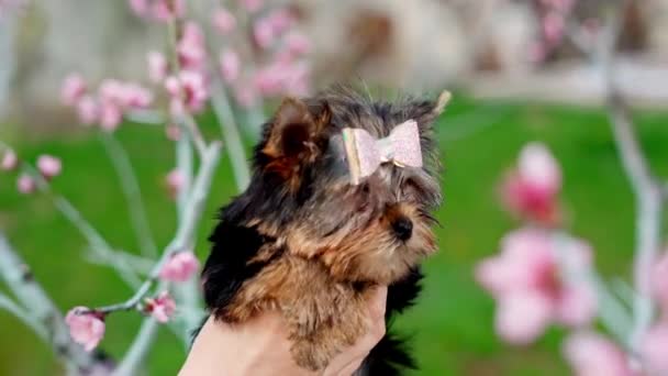 Little Yorkshire Terrier Puppy Zittend Armen Van Een Meisje Temidden — Stockvideo