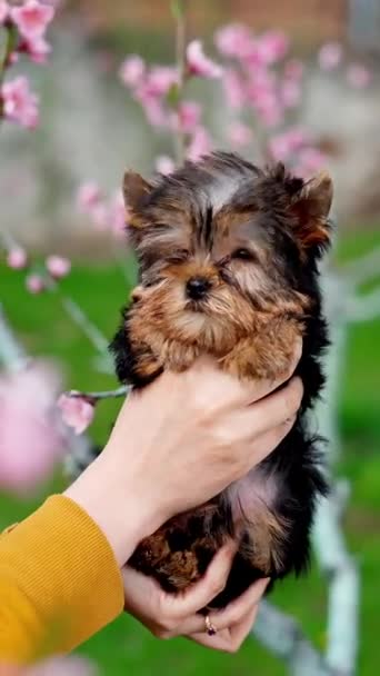 Little Yorkshire Terrier Cachorro Sentado Brazos Niña Medio Árbol Con — Vídeo de stock