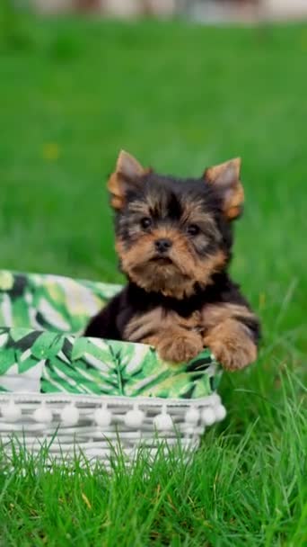 ヨークシャー テリア パピー緑の草の上の白いウィッカーバスケットに座っています かわいい犬だ テキストのコピースペース — ストック動画