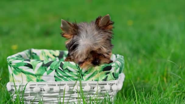 Cachorrito Yorkshire Terrier Sentado Una Canasta Mimbre Blanca Green Grass — Vídeos de Stock
