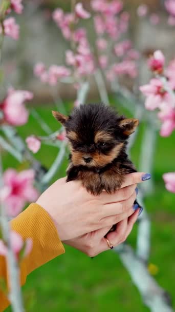 Μικρό Κουτάβι Yorkshire Terrier Κάθεται Στην Αγκαλιά Του Κοριτσιού Ανάμεσα — Αρχείο Βίντεο