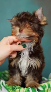 Çikolatalı Yorkshire Terrier Puppy yeşil arka planda beyaz bir hasır sepette oturuyor. Evcil hayvanlar. Dikey video 9: 16
