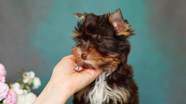 Chocolate Yorkshire Terrier Puppy Stând Într Coș Răchită Alb Fundal — Videoclip de stoc