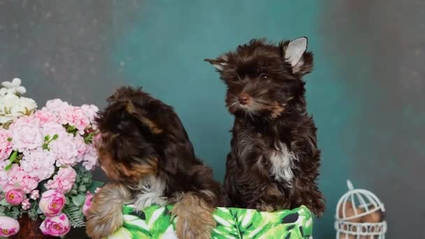 초콜릿 요크셔 테리어의 강아지 마리가 배경에 바구니에 — 비디오