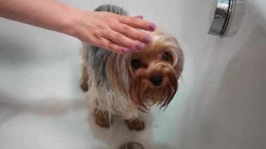 Bir kız, Yorkshire Terrier Köpeğini banyoda yıkıyor. Hazırlama işlemi