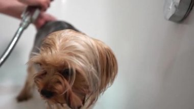 Bir kız, Yorkshire Terrier Köpeğini banyoda yıkıyor. Hazırlama işlemi