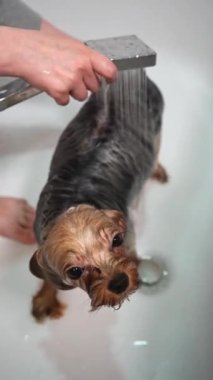 Banyodaki komik Yorkshire teriyer köpeği. Kız köpeğini banyoda yıkıyor. Dikey video 9: 16