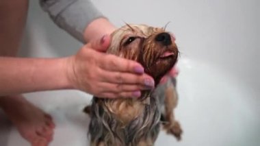 Bir kız, Yorkshire Terrier Köpeğini banyoda yıkıyor. Tımar prosedürü. Yakın plan.