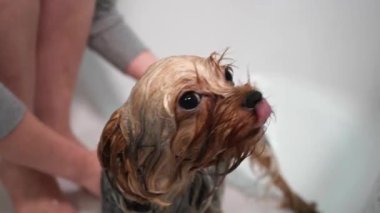 Banyodaki komik Yorkshire teriyer köpeği. Kız köpeğini banyoda yıkıyor. Yakın plan.