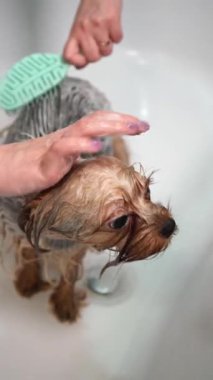 Kız banyoda Yorkshire Terrier köpeği yıkıyor. Tımar prosedürü. Dikey video 9: 16