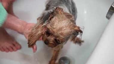 Kız banyoda Yorkshire Terrier köpeği yıkıyor. Hazırlama işlemi