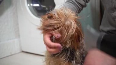 Kız, banyo yaptıktan sonra saç kurutma makinesiyle Yorkshire teriyerinin saçını kurutuyor. Hazırlama işlemi