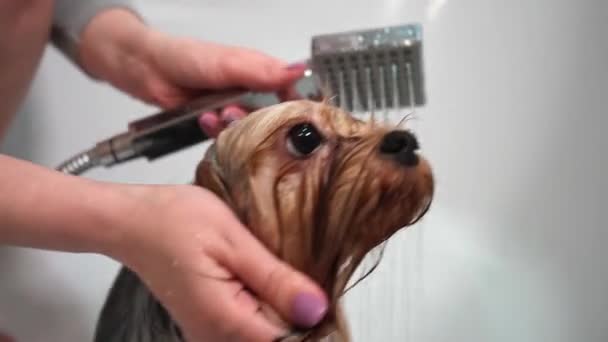 Egy Lány Yorkshire Terrier Kutyát Fürdet Fürdőszobában Grooming Eljárás Közelkép — Stock videók