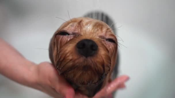 Een Meisje Bathes Yorkshire Terrier Dog Badkamer Verzorgingsprocedure Close — Stockvideo