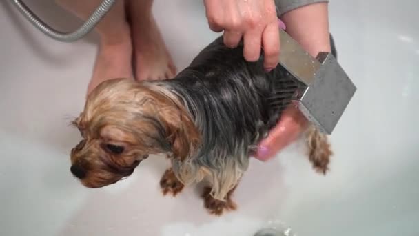 Mädchen Badet Hund Badezimmer Yorkshire Terrier Hund Badezimmer — Stockvideo