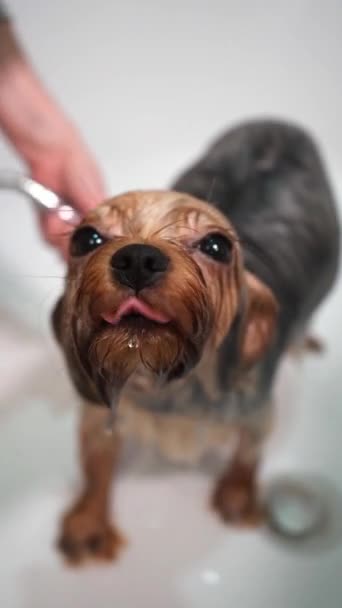 Divertido Perro Yorkshire Terrier Baño Girl Bathes Dog Baño Vídeo — Vídeos de Stock