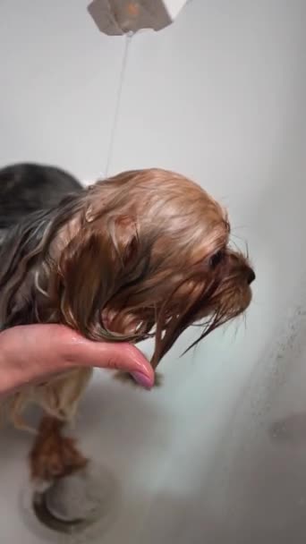 Tjej Bathes Yorkshire Terrier Dog Badrummet Förberedelseprocedur Vertikal Video — Stockvideo
