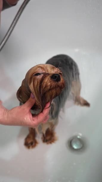 Een Meisje Bathes Yorkshire Terrier Dog Badkamer Verzorgingsprocedure Verticale Video — Stockvideo