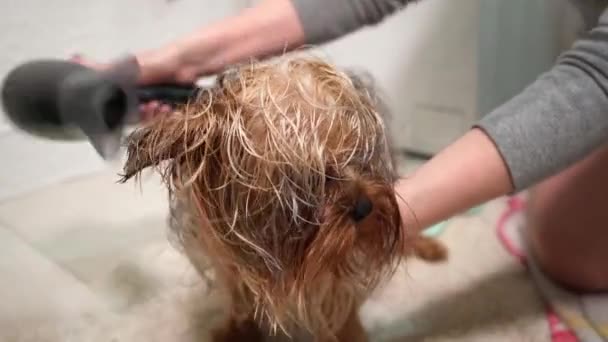 Girl Sèche Les Cheveux Yorkshire Terrier Avec Sèche Cheveux Après — Video