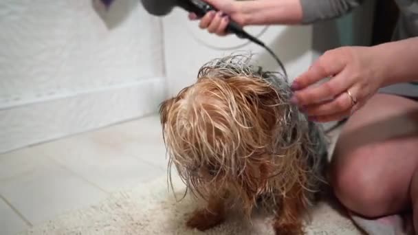 Chica Seca Cabello Yorkshire Terrier Con Secador Pelo Después Bañarse — Vídeos de Stock