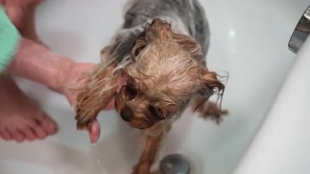 Lány Yorkshire Terrier Kutyát Fürdet Fürdőszobában Gömbölyítési Eljárás — Stock videók
