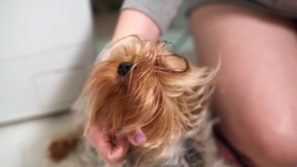 Girl Dries Rambut Yorkshire Terrier Dengan Pengering Rambut Setelah Mandi — Stok Video