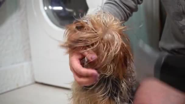 Girl Dries Cabelo Yorkshire Terrier Com Secador Cabelo Depois Banhos — Vídeo de Stock