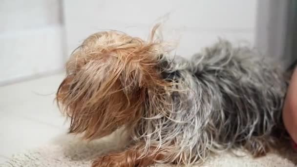 Girl Sèche Les Cheveux Yorkshire Terrier Avec Sèche Cheveux Après — Video