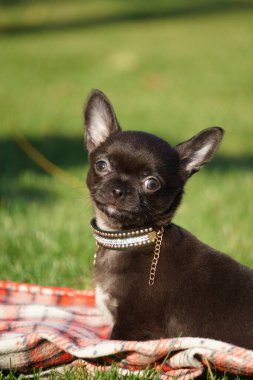 Parkta yeşil çimlerin üzerinde oturan sevimli Chihuahua Puppy. Komik bir chihuahua köpeği. Evcil hayvanlar