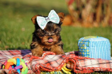 Şirin, küçük, tüylü Yorkshire-Shirry teriyer köpekleri yeşil çimlerin üzerinde otururlar. Komik, oyuncu köpek yavrusu. Evcil hayvanlar