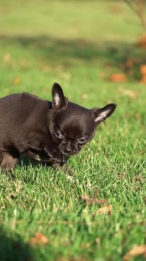 Parkta yeşil çimlerin üzerinde oturan sevimli Chihuahua Puppy. Komik bir chihuahua köpeği. Evcil hayvanlar. Dikey video