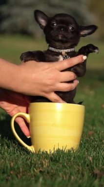 Şirin Chihuahua Puppy yeşil bir çimenlikte sarı bir fincanda oturuyor. Komik bir chihuahua köpeği. Evcil hayvanlar. Dikey video