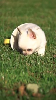 Yeşil çimenlikteki sarı bardakta oturan komik beyaz Chihuahua köpeği. Komik bir chihuahua köpeği. Evcil hayvanlar. Dikey video