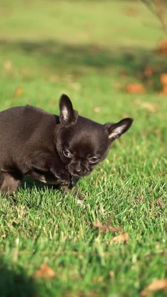 Lindo Cachorro Chihuahua Sentado Parque Sobre Una Hierba Verde Cachorro — Vídeo de stock
