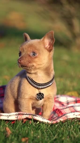 Cute Brown Chihuahua Puppy Sitting Park Green Grass Funny Playful — Stock Video