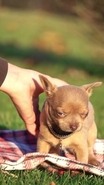 Schattig Bruin Chihuahua Puppy Zittend Het Park Een Groen Gras — Stockvideo