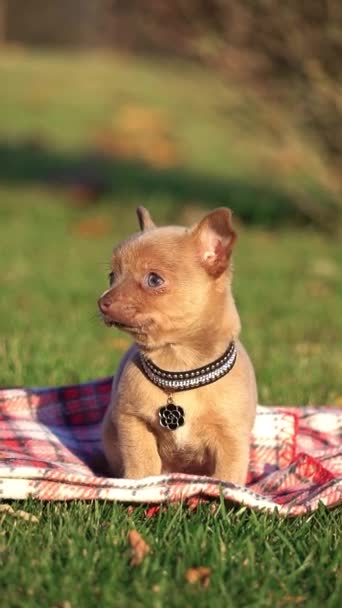 Lindo Cachorro Chihuahua Marrón Sentado Parque Sobre Una Hierba Verde — Vídeos de Stock