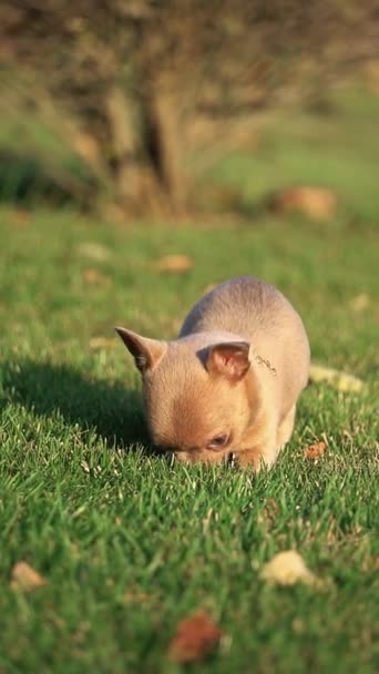 緑の草の上に公園に座っているかわいい茶色のチワアパピー 面白い遊び心のあるチワワの子犬 国内ペット バーティカルビデオ — ストック動画