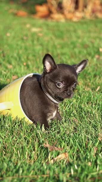 Χαριτωμένο Chihuahua Κουτάβι Κάθεται Ένα Κίτρινο Κύπελλο Ένα Πράσινο Γκαζόν — Αρχείο Βίντεο