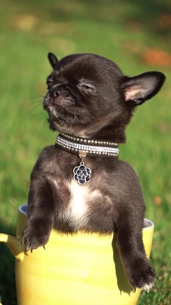 Aranyos Chihuahua Puppy Egy Sárga Csésze Egy Zöld Pázsiton Vicces — Stock videók