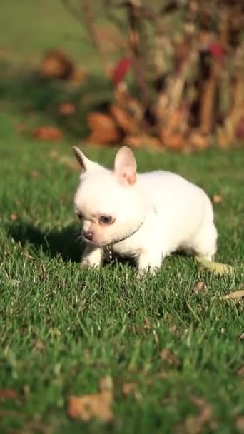 Leuke Chihuahua Puppy Zittend Het Park Een Groen Gras Grappige — Stockvideo