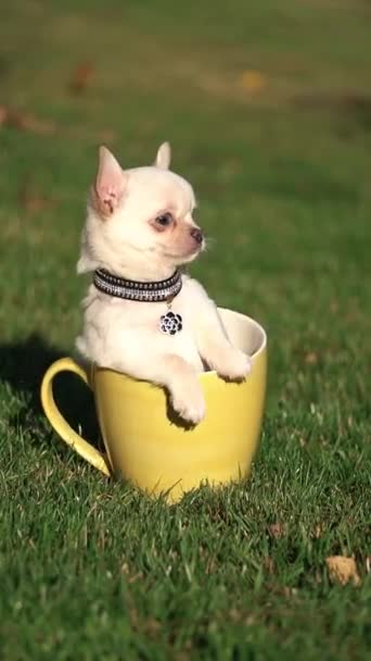 Chiot Chihuahua Blanc Drôle Assis Dans Une Tasse Jaune Sur — Video