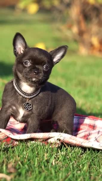 Parkta Yeşil Çimlerin Üzerinde Oturan Sevimli Chihuahua Puppy Komik Bir — Stok video