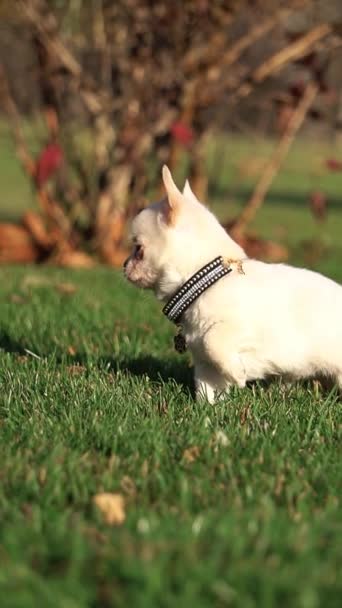 Cute Chihuahua Puppy Sitting Park Green Grass Funny Playful Chihuahua — Stock Video